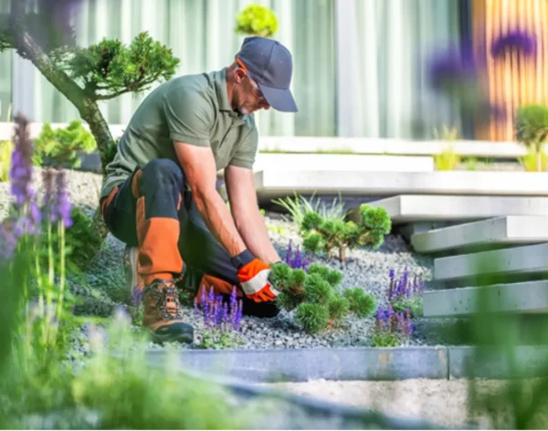 Front yard landscaping